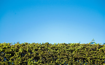 steady as she goes, grass HD wallpaper