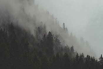 Pine trees! HD wallpaper