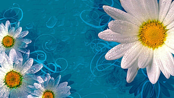 Daisies background, blue, floral, beautiful, nice, daisies, background, leaves, delicate, pretty, petals, flowers, lovely, harmony HD wallpaper