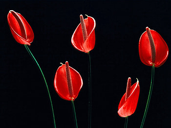 Flowers, Calla, Callas, Stems HD wallpaper