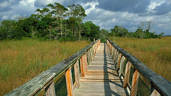 Everglades National Park, Stunning , Breathtaking visuals, Nature's wonder HD wallpaper