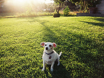 Dog in grass, dog, puppy, grass, field HD wallpaper