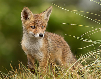 fox cub, sweet, nature, fox, cub HD wallpaper