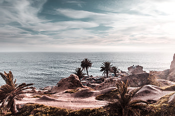 Nature, Palms, Horizon, Shore, Bank, Ocean, Cliff, Rocky HD wallpaper