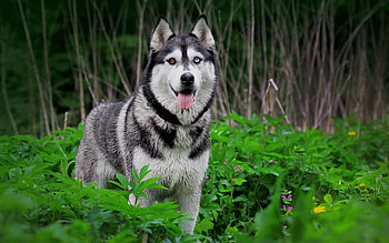 Husky puppies , Irresistibly cute, Adorable canines, Lovely backgrounds HD wallpaper