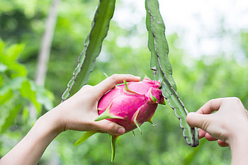 Dragon Fruit, Growing tips, Gardening advice, Fruit cultivation HD wallpaper