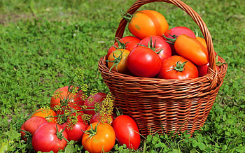 Food, Grass, Basket, Tomatoes HD wallpaper