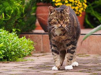 Animals, Cat, Striped, Stroll HD wallpaper