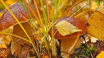 Mushrooms, two, grass, leaves HD wallpaper