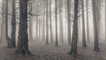 Forest Mist, fog, nature, forest, Mist HD wallpaper