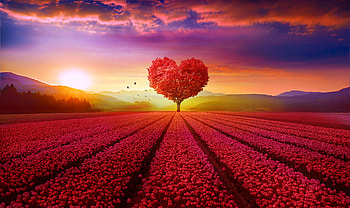 Heart Tree Field , heart, love, field, tree, deviantart HD wallpaper