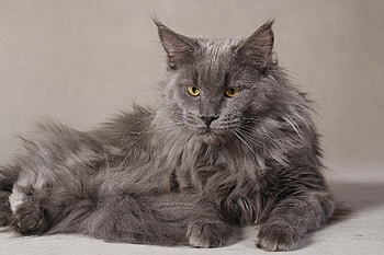 Maine Coon pride, Majestic presence, Magnificent fur, King of cats HD wallpaper