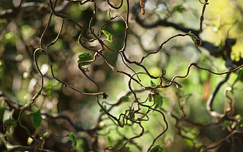 Nature, Leaves, Bush, Bends, Bars, Rods HD wallpaper