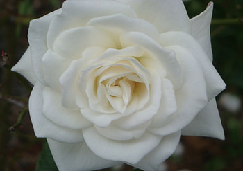 Large White Rose, rose, white, layers, petals, flower, gorgeous, nature, large HD wallpaper
