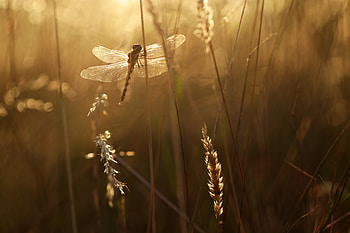 Animals, Grass, Rays, Beams, Insect, Wings, Dragonfly HD wallpaper
