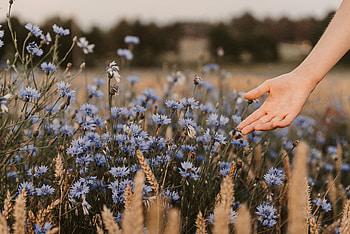 Flowers, Cones, Blue Cornflowers, Hand, Miscellanea, Miscellaneous, Field, Spikelets HD wallpaper