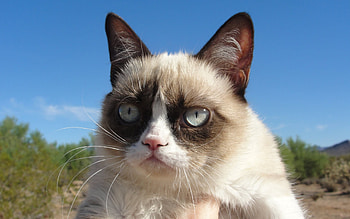 Animals, Cat, Dissatisfied, Discontented, Grumpy Cat HD wallpaper