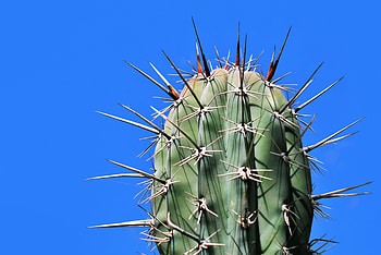 Needle, Plant, Macro, Cactus, Thorns, Prickles HD wallpaper