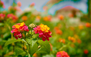 Flowers, Macro, Petals HD wallpaper