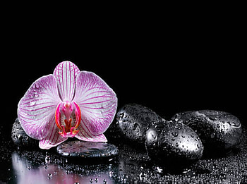 Orchid flower and zen stones, Massage, Pebbles, Freshness, Drops HD wallpaper