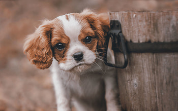 Animals, Dog, Sight, Opinion, Puppy, Bucket HD wallpaper