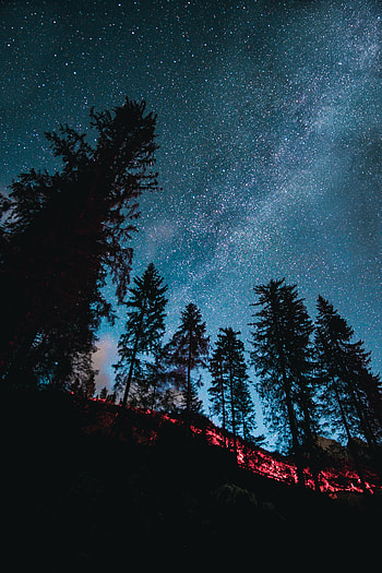Nature, Trees, Stars, Forest, Starry Sky, Fir, Spruce HD phone wallpaper