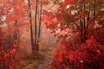 Orange Autumn Forest, Leaves, Autumn, Forest, Trees HD wallpaper