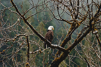 Bald Eagle Sitting On Branch , bald-eagle, eagle, birds HD wallpaper