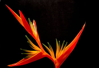 Close-up of a vivid Bird of Paradise flower against a dark backdrop, showcasing its striking orange color. HD wallpaper