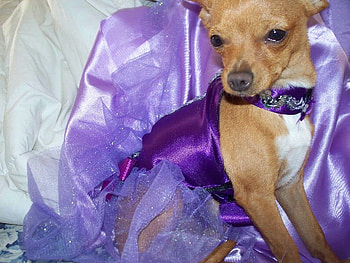 This time in purple ;), sunshine, dogs, party time, little, purple, animals, love, funny, happy, amazing, forever HD wallpaper