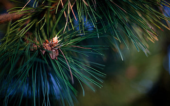 Needle, Macro, Branch, Fir, Spruce, Needles, Resin HD wallpaper