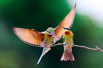 Animals, Birds, Couple, Pair, Branch, Bee-Eater HD wallpaper