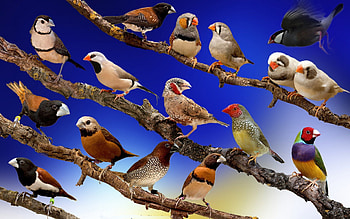birds, birds, art, , tropicall, flying birds HD wallpaper