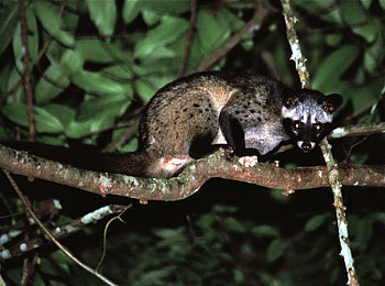 Asian Palm Civet, , High quality, Nature HD wallpaper