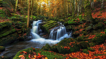 Forest at Autumn, Auvergne, France, leaves, river, fall, cascades, trees, colors HD wallpaper