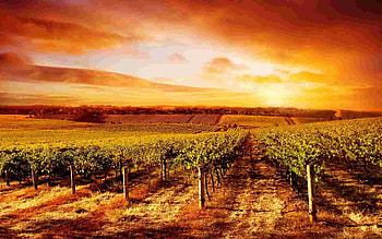 Napa , Stunning backgrounds, Captivating scenery, Access HD wallpaper