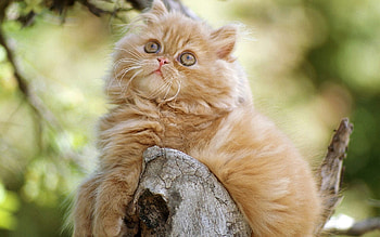 Persian Cat, Snow leopard, Snowy rocks, Striking HD wallpaper