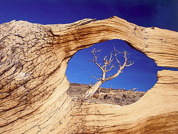 Nature, Wood, Tree, Window, Hole, Opening, Aperture HD wallpaper