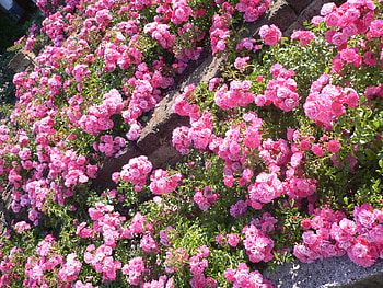 Roses Hill, pink, garden, flowers, tearoses, hill, home HD wallpaper