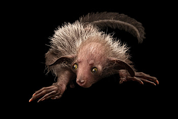 Joel Sartore, Wildlife graphy, Aye Aye HD wallpaper