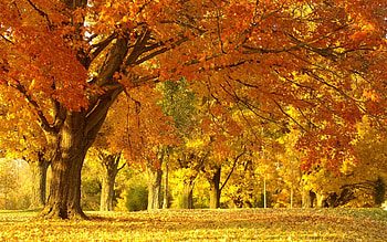 Landscape, Trees, Autumn HD wallpaper