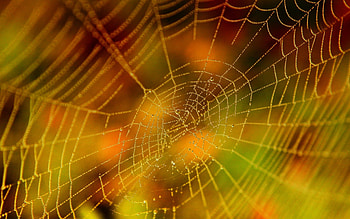 spider web backgrounds , (501 kB) HD wallpaper