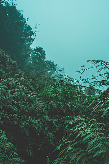Plants, Nature, Leaves, Fern, Fog HD phone wallpaper
