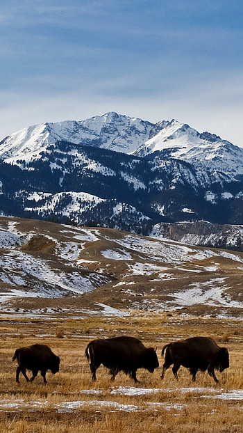 Yellowstone National Park, American bison migration, Winter wonderland, Windows 10 spotlight HD phone wallpaper