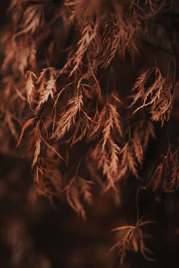 Leaves, Macro, Brown, Branch, Dry HD phone wallpaper