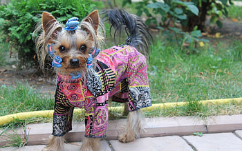 Animals, Dog, Puppy, Yorkshire Terrier, Costume HD wallpaper