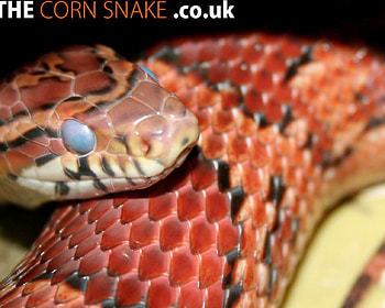Cornsnake shedding process, snake, blue, corn, shedding, cornsnake, reptile HD wallpaper