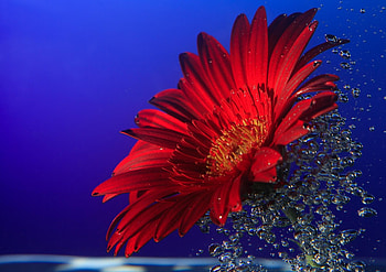 Flowers, Water, Drops, Spray, Close-Up, Gerbera HD wallpaper