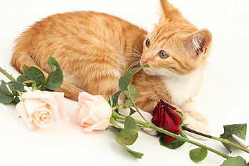 Ginger cat with roses, Animals, Roses, Cat, Ginger color HD wallpaper