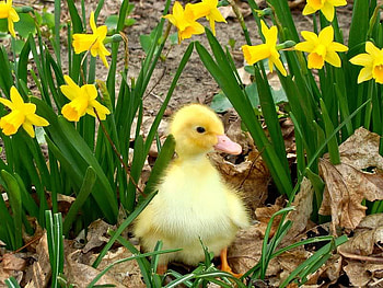 Baby Yellow Duck, baby, duck, leaves, flowers HD wallpaper